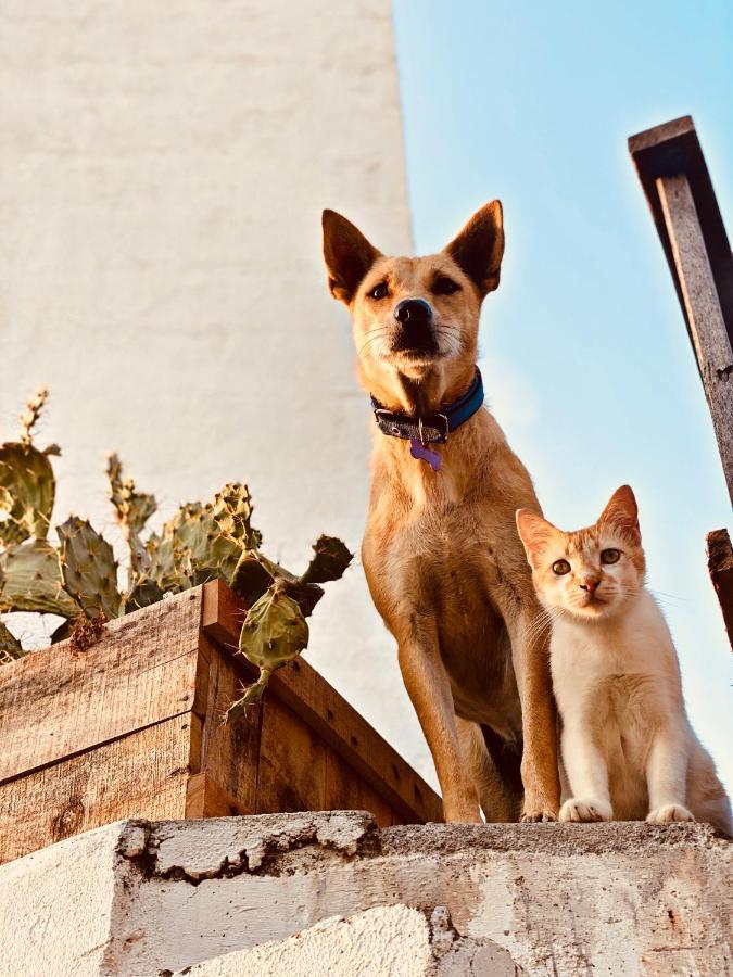 Memo'S Beach Nilaveli Dış mekan fotoğraf